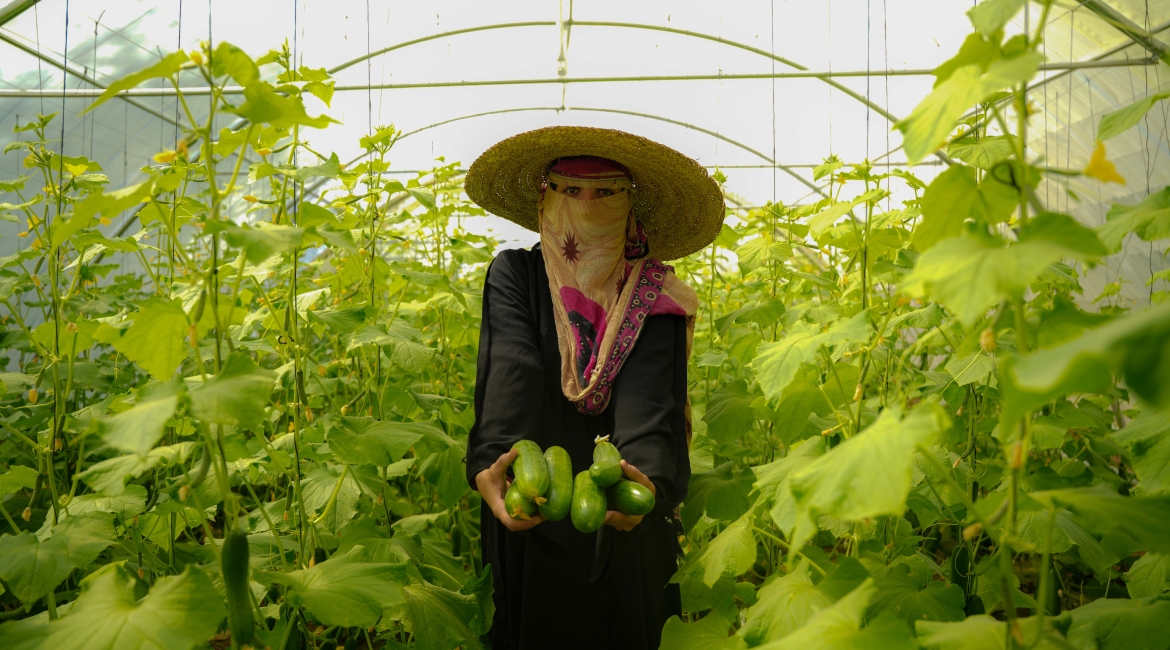 Tawakkol Karman Foundation helps displaced woman harvest first crops from her greenhouse in rural Taiz